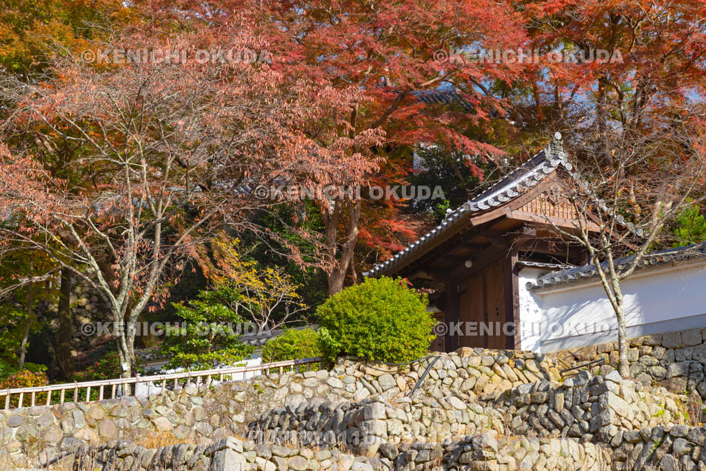 奈良県　長谷寺　紅葉と月輪院