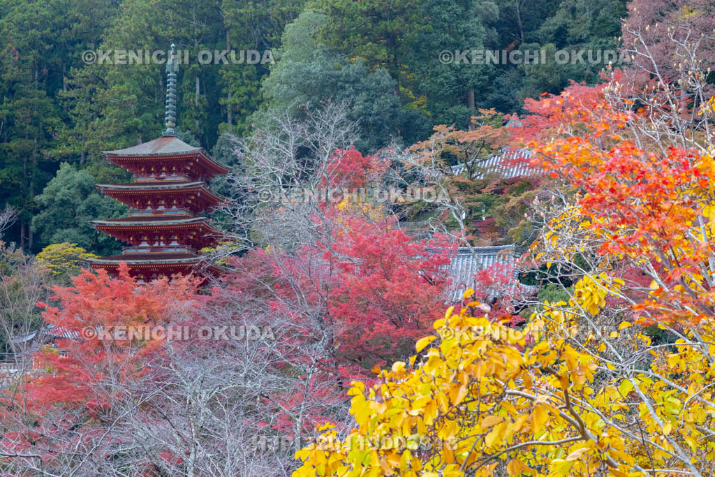 奈良県 長谷寺 紅葉と五重塔
