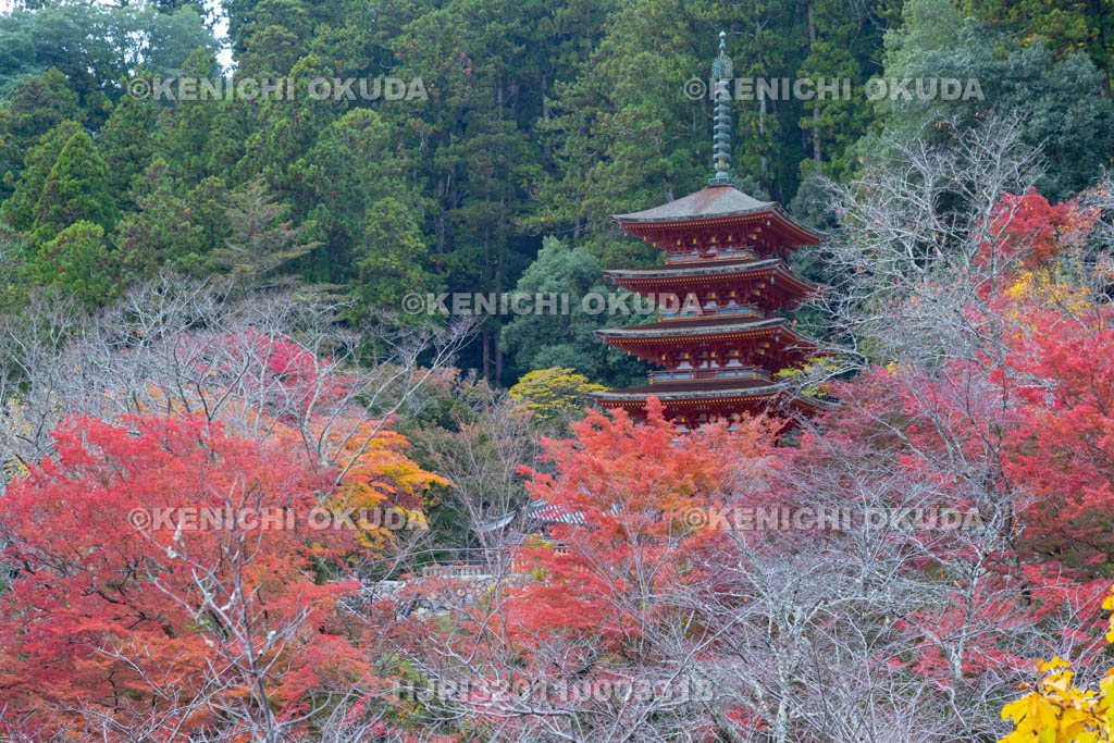 奈良県 長谷寺 紅葉と五重塔
