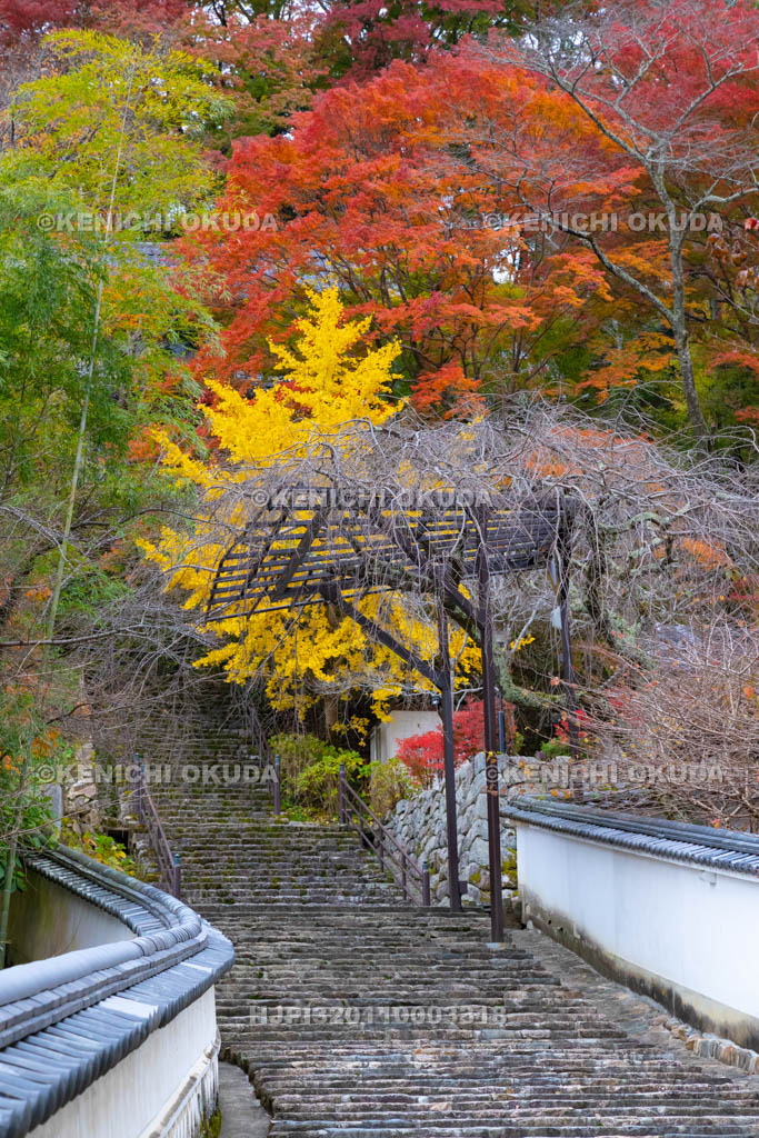 奈良県　長谷寺　紅葉と石段
