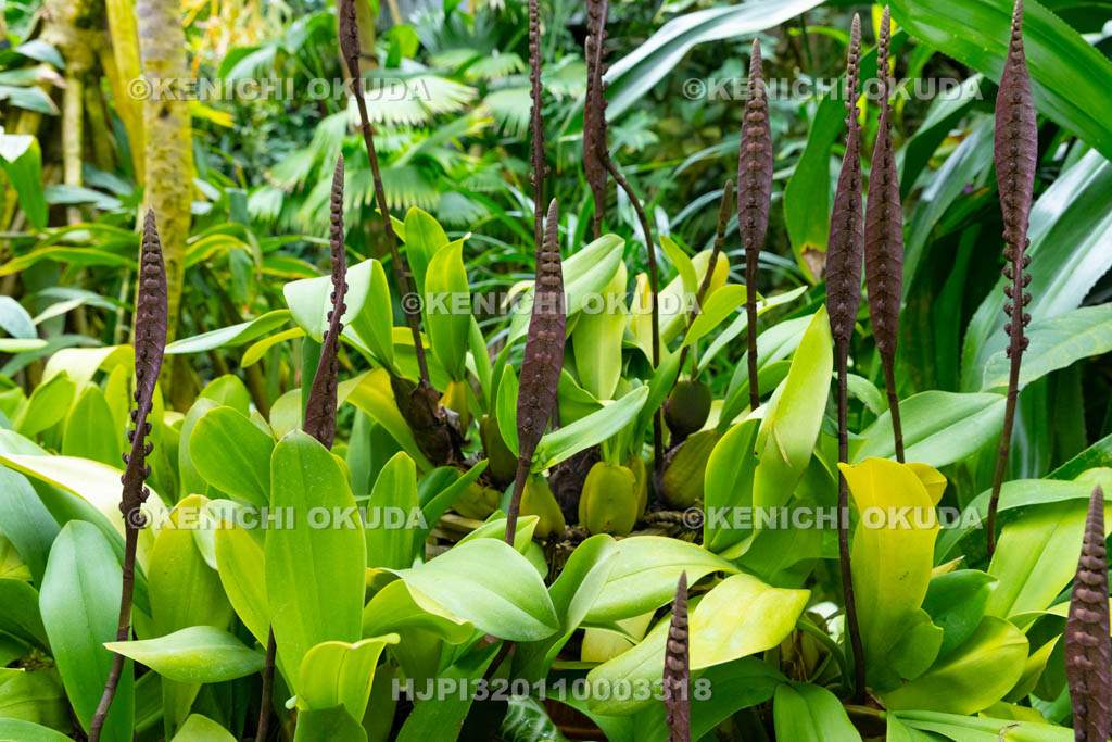 大阪府 コブラオーキッド