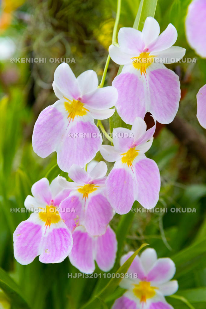 大阪府　ミルトニオプシス・ベキシラリア