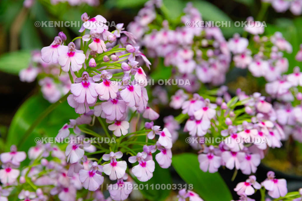 大阪府 シノルキス・グッタータ