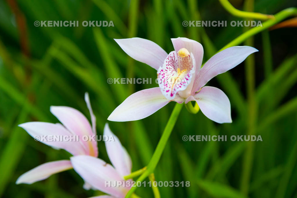 大阪府 シンビディウム・インシグネ