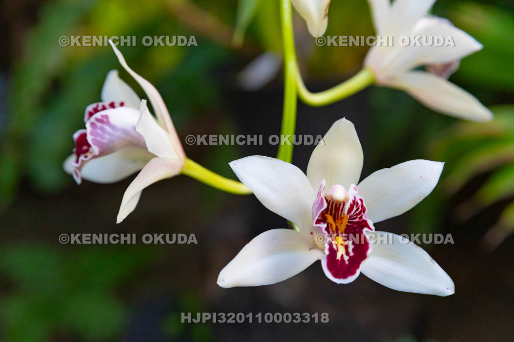 大阪府 シンビジウム・サンデラエ