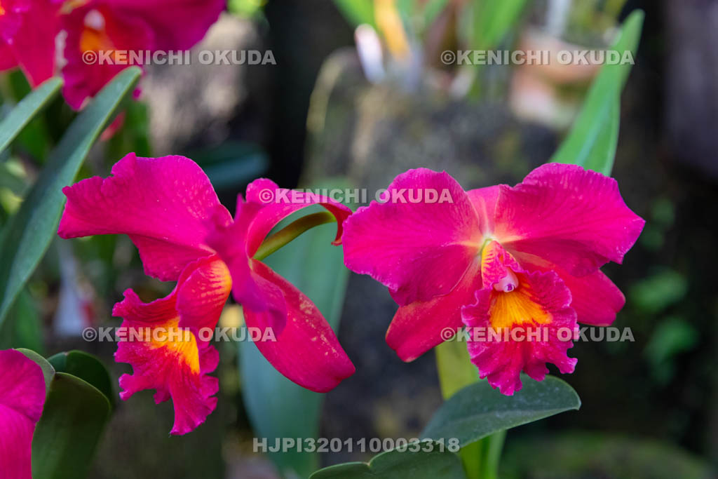 大阪府 カトレア・パプリカ・ブラック・マジック