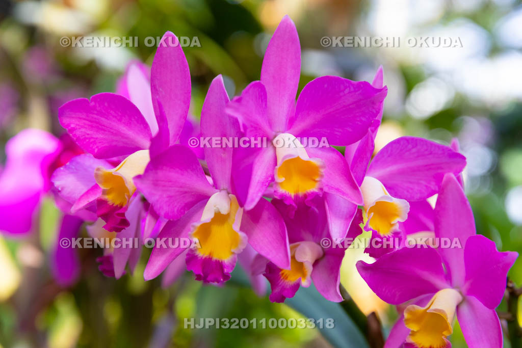 大阪府 カトリアンセ・ラブ・エクセレンス