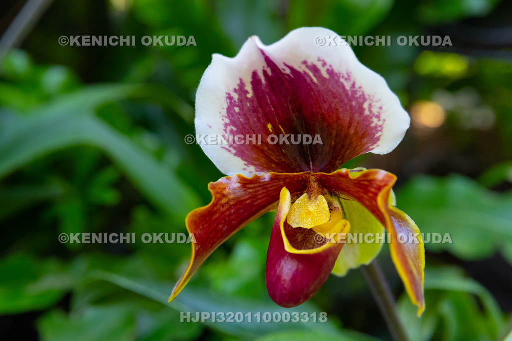 大阪府 パフィオペディルム・サイモンバーン・トウキョウ