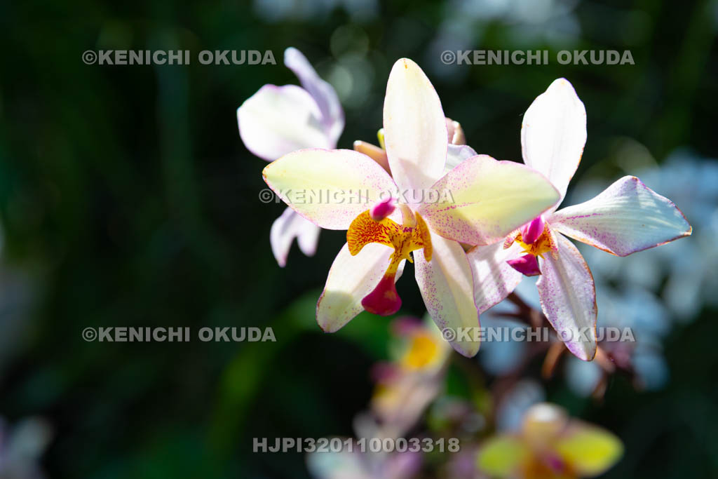 大阪府 スパトグロッティス