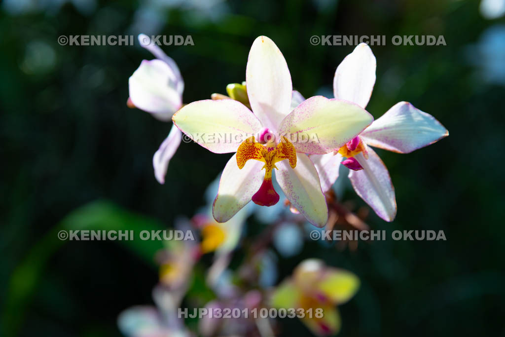 大阪府 スパトグロッティス