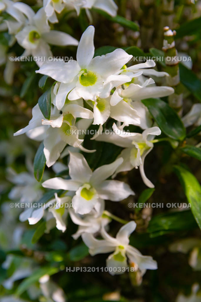 大阪府　デンドロビウム・エンジェルベイビー・グリーン愛