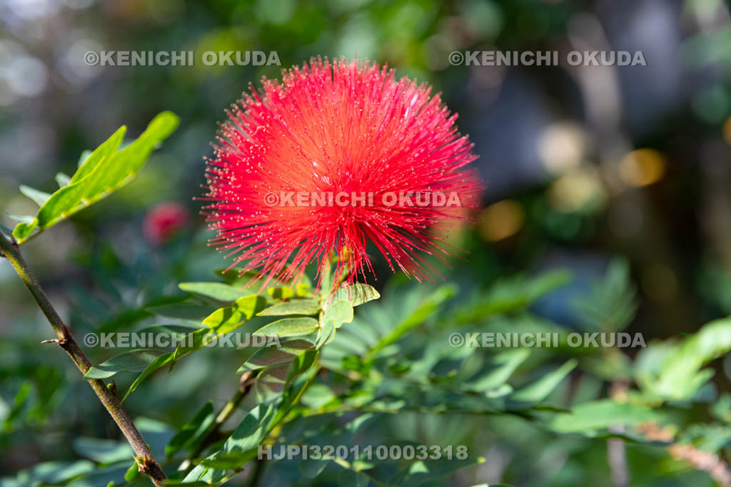 大阪府 カリアンドラ・ハエマトケファラ