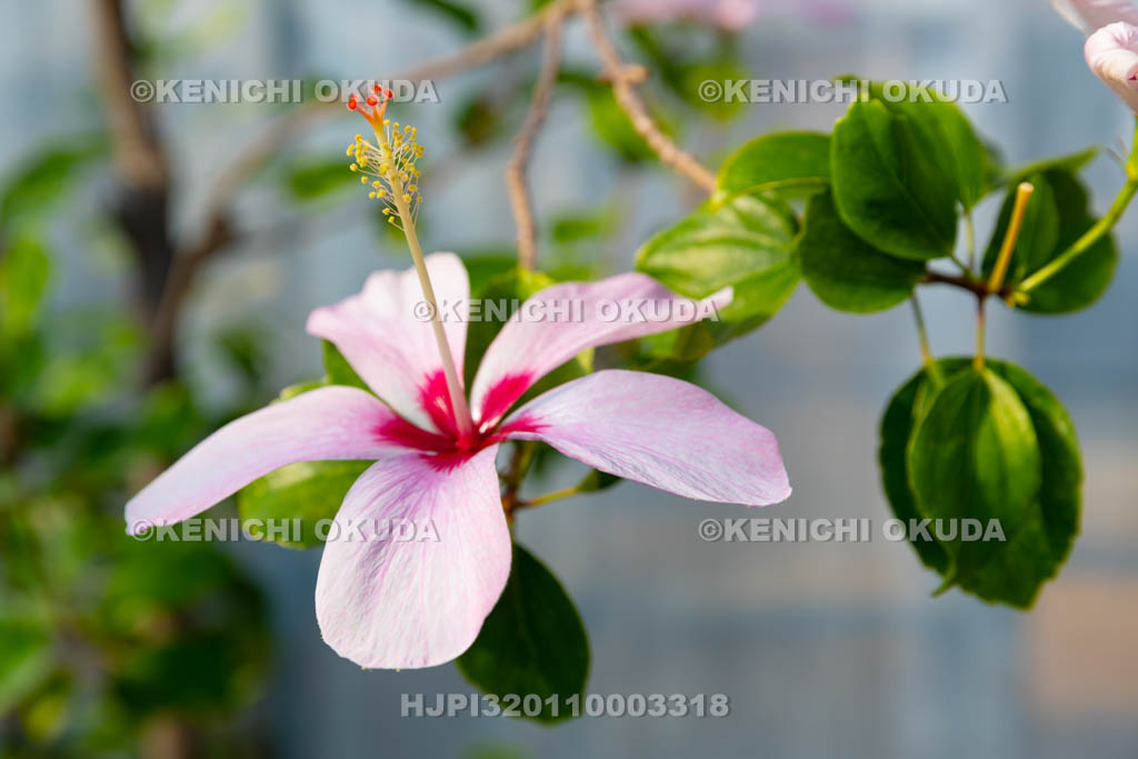 大阪府 ヒビスクス・ジェネビー