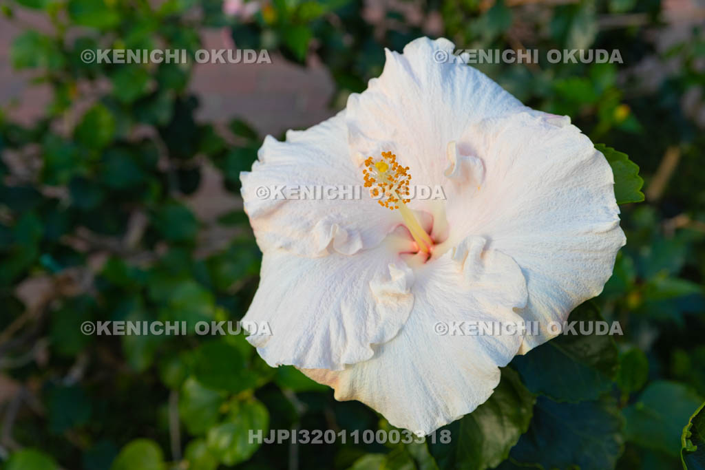 大阪府 ヒビスクス