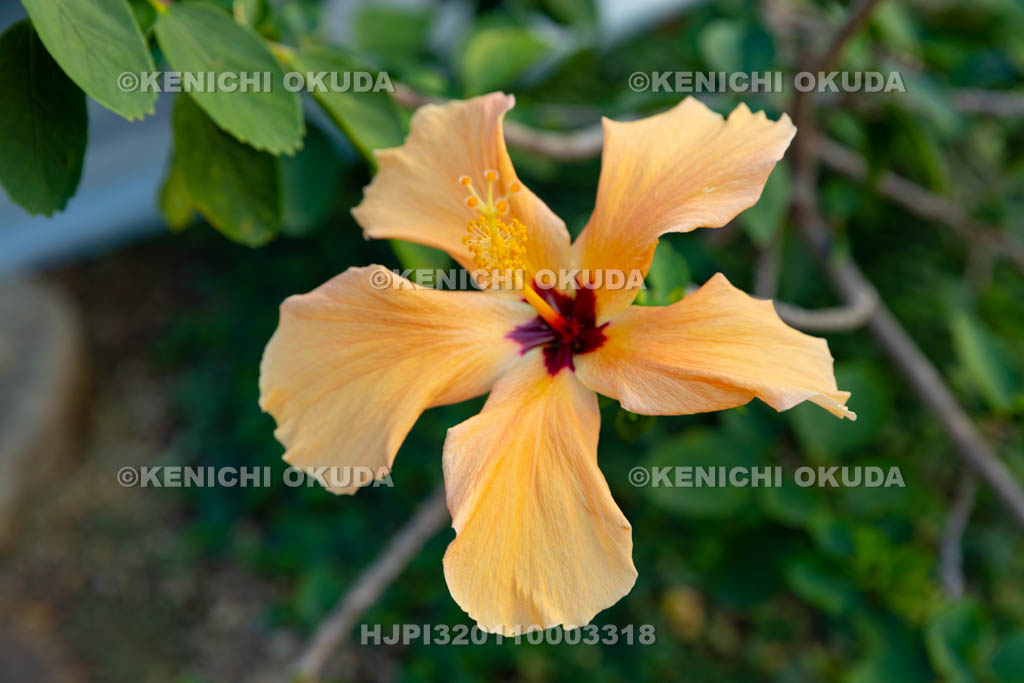 大阪府　ヒビスクス　’流星’