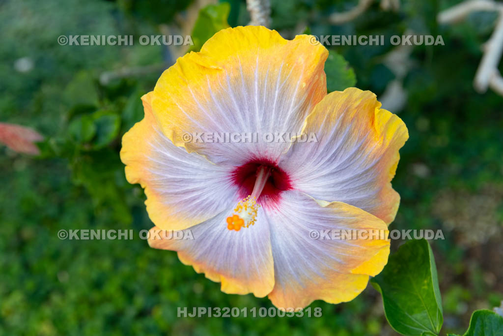 大阪府 ヒビスクス ’フィフス・ディメイション’