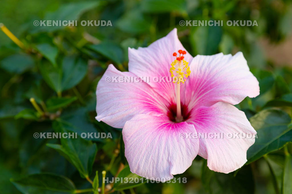 大阪府　ヒビスクス　’パステルピンク’