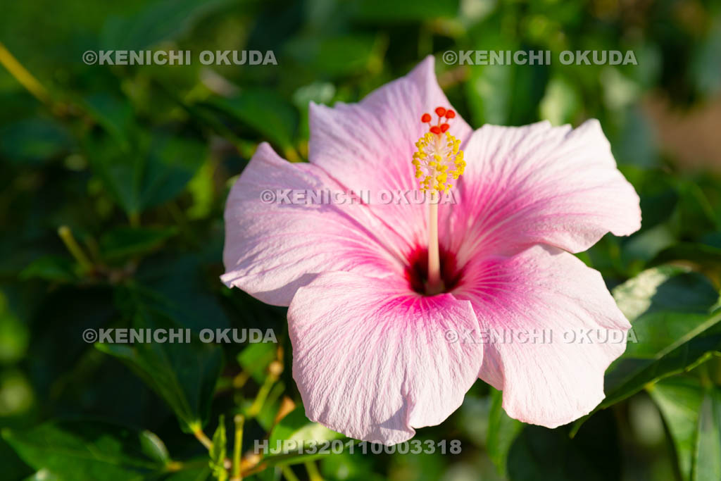 大阪府 ヒビスクス ’パステルピンク’