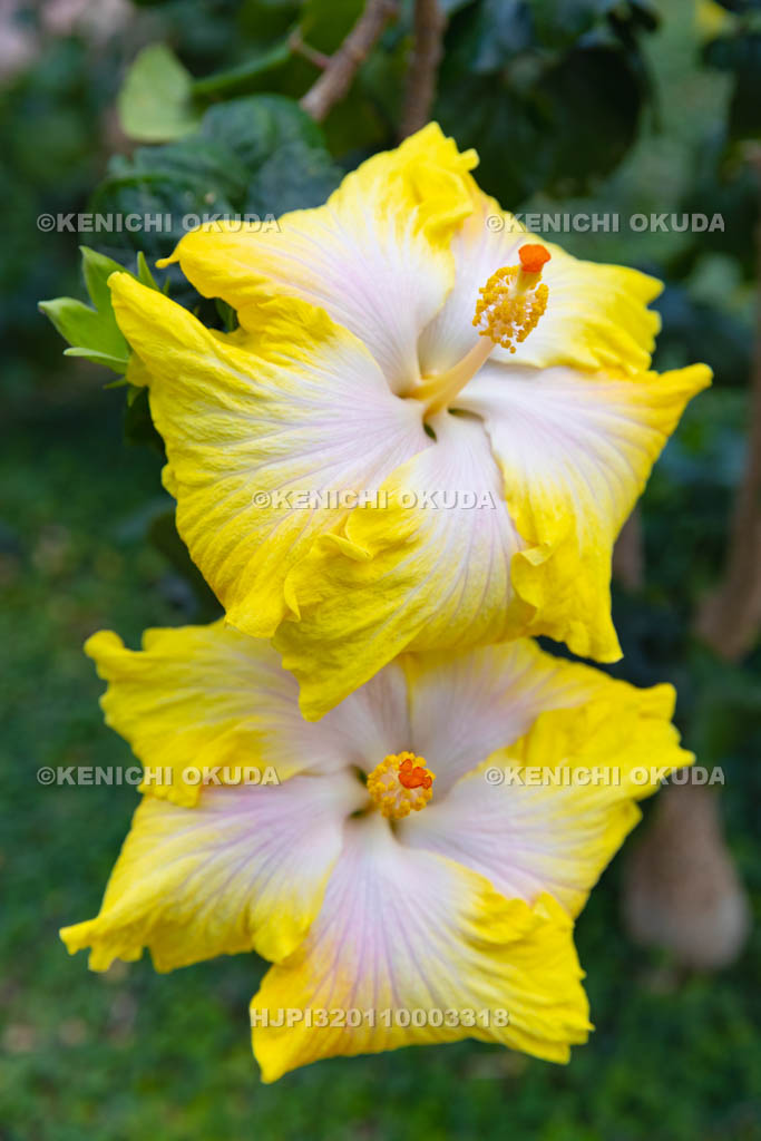 大阪府　ヒビスクス　’レモン・シフォン’