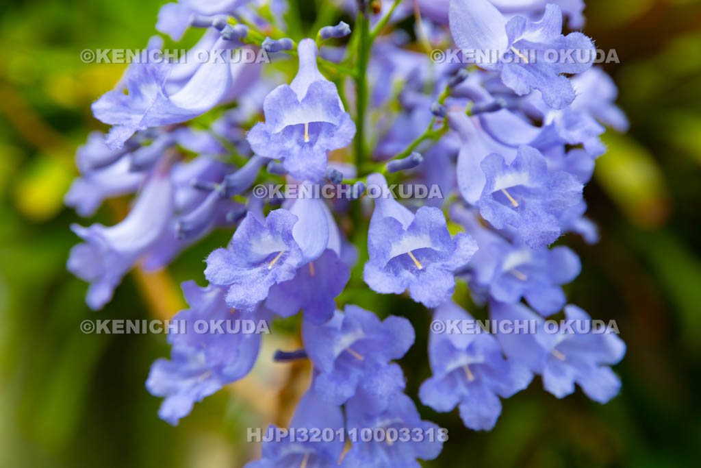 大阪府 ジャカランダ