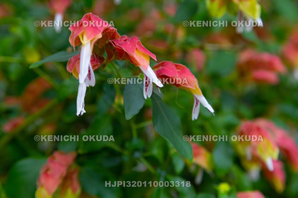 大阪府　コエビソウ