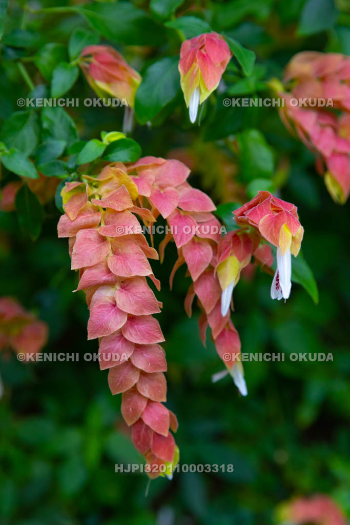 大阪府　コエビソウ