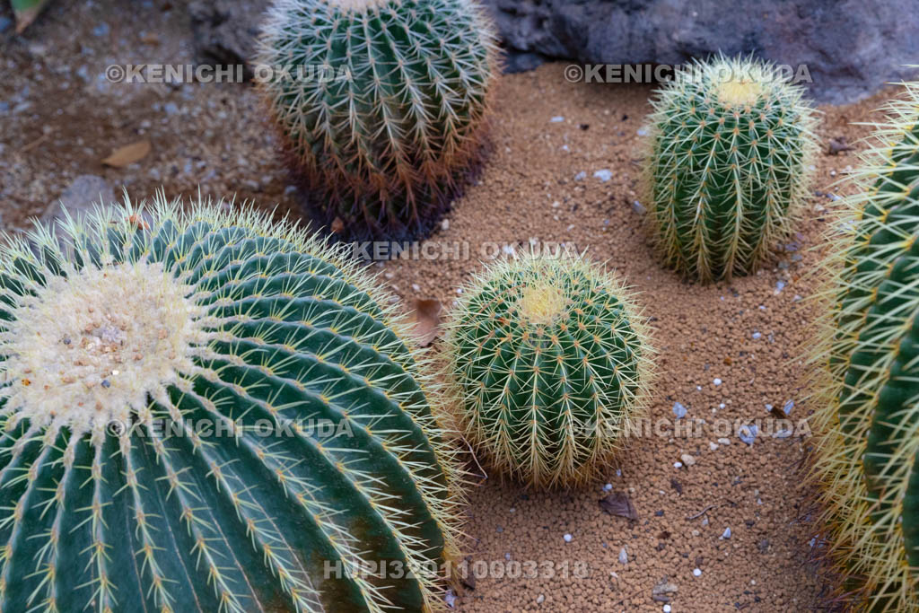 大阪府　キンシャチ