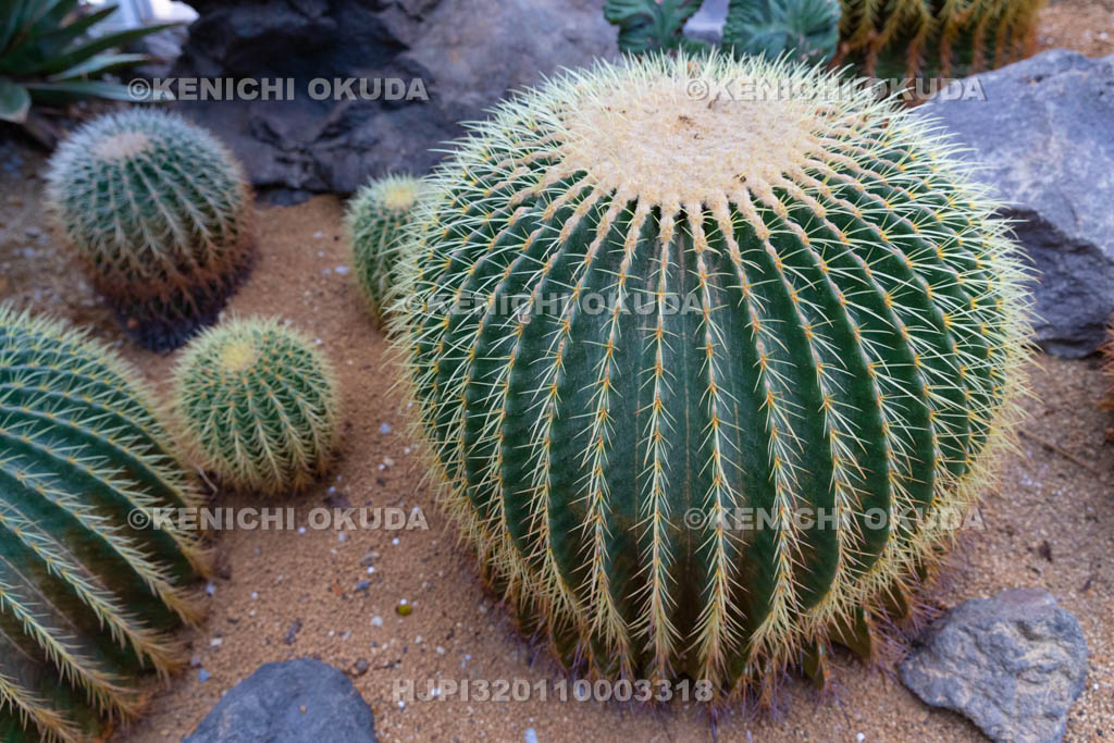 大阪府　キンシャチ