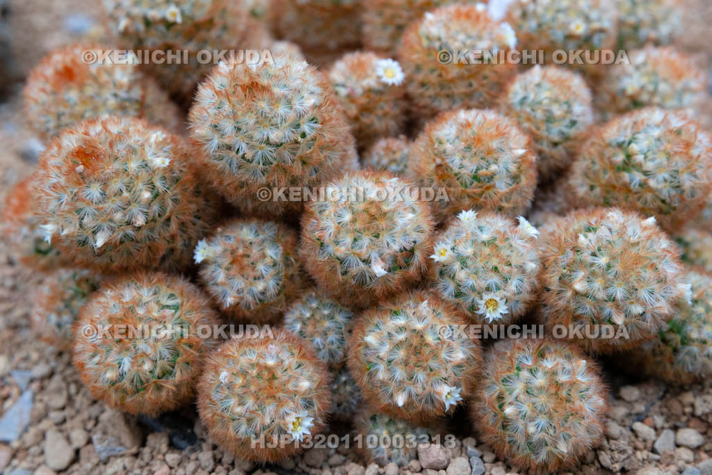 大阪府 マミラリア・カルメナエ