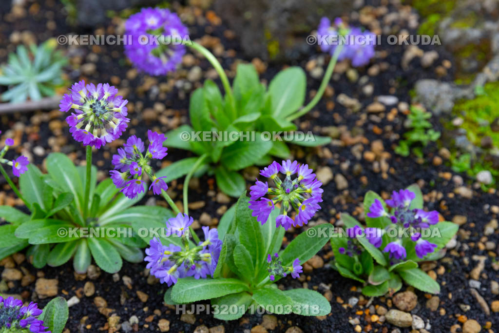 大阪府 プリムラ・デンティキュラータ