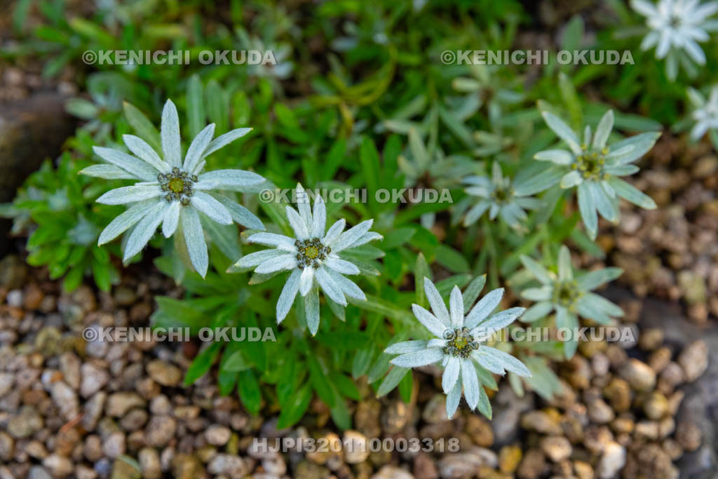 大阪府　コウライウスユキソウ