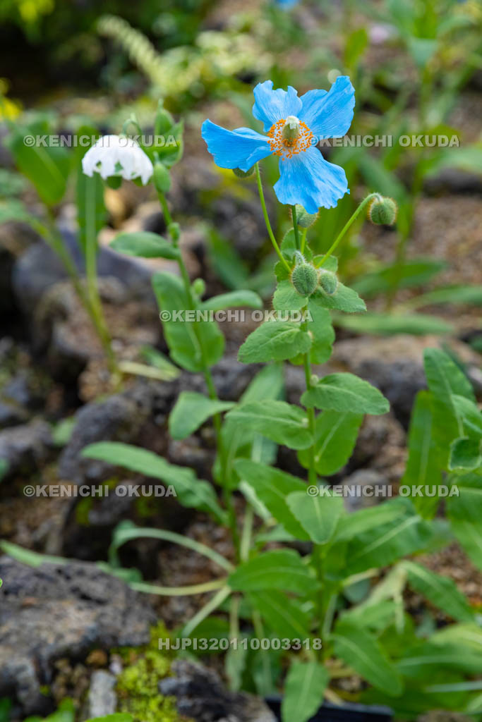 大阪府　メコノプシス