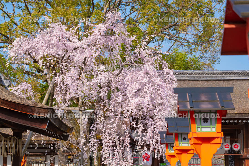 京都府　平野神社　魁桜
