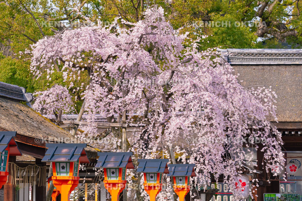 京都府　平野神社　魁桜