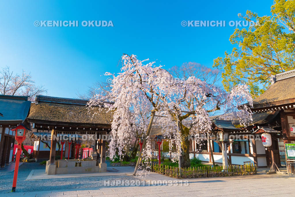 京都府　平野神社　魁桜