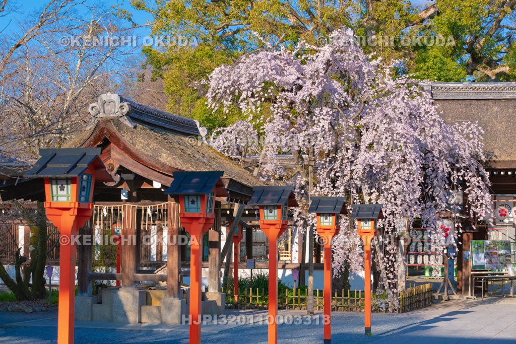 京都府　平野神社　魁桜