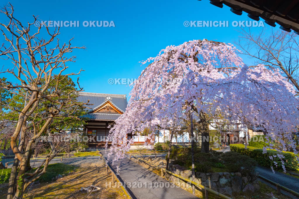 京都府　上品蓮台寺　枝垂桜