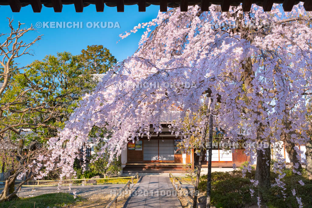 京都府　上品蓮台寺　枝垂桜