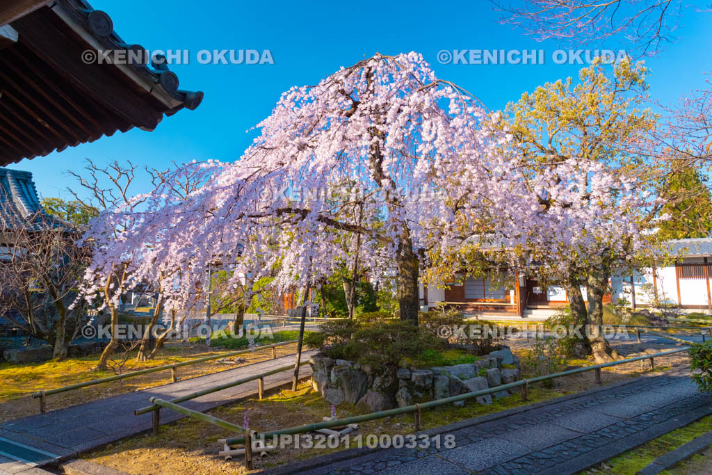 京都府　上品蓮台寺　枝垂桜