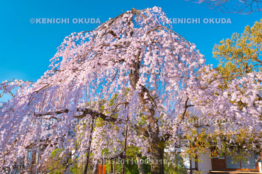 京都府　上品蓮台寺　枝垂桜
