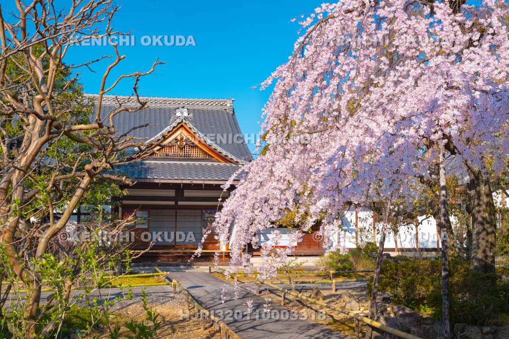京都府　上品蓮台寺　枝垂桜