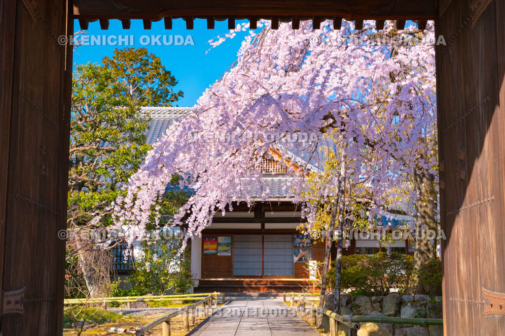 京都府　上品蓮台寺　枝垂桜