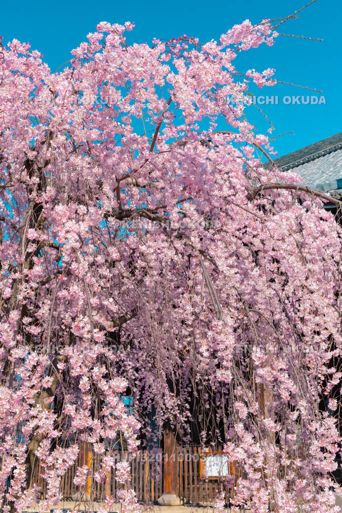 京都府　立本寺　枝垂桜