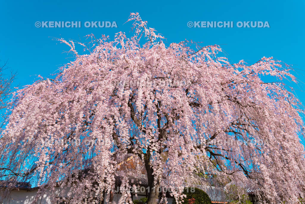 京都府　本満寺　枝垂桜