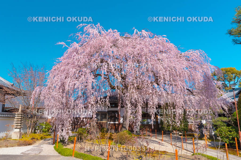 京都府　本満寺　枝垂桜