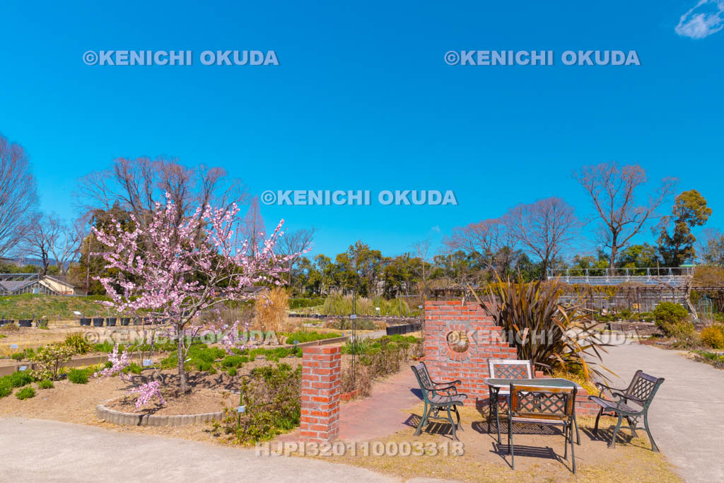 京都府　京都府立植物園　アーモンドの木
