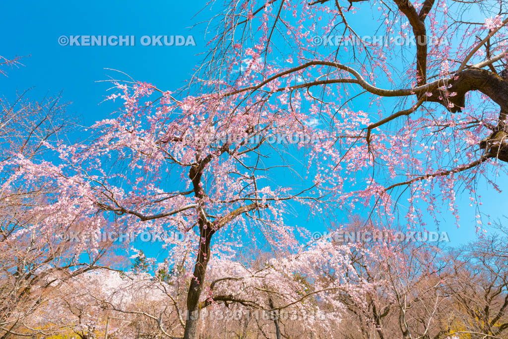 京都府　京都府立植物園　枝垂桜