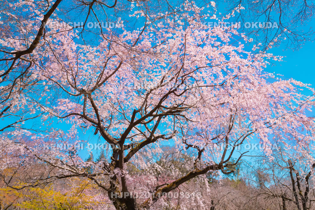 京都府　京都府立植物園　枝垂桜