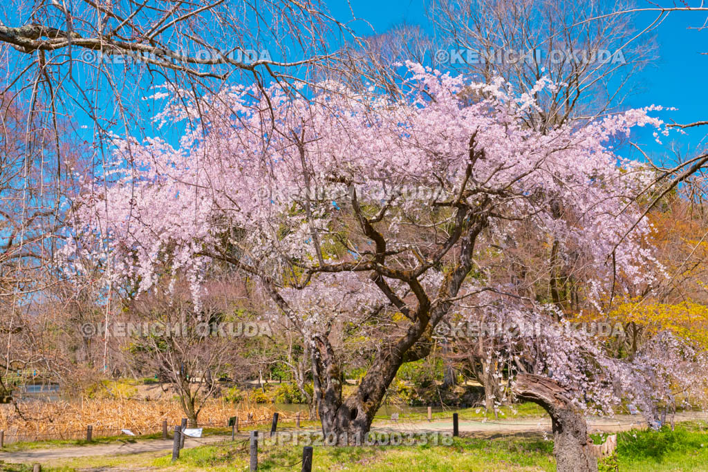 京都府　京都府立植物園　枝垂桜