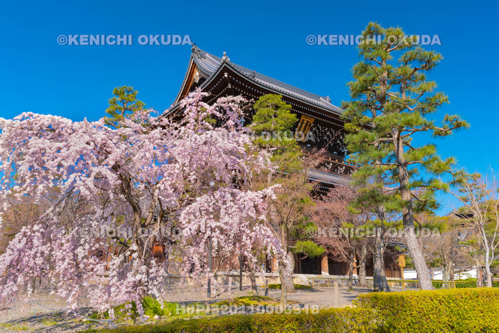 京都府　くろ谷　金戒光明寺　枝垂桜と山門